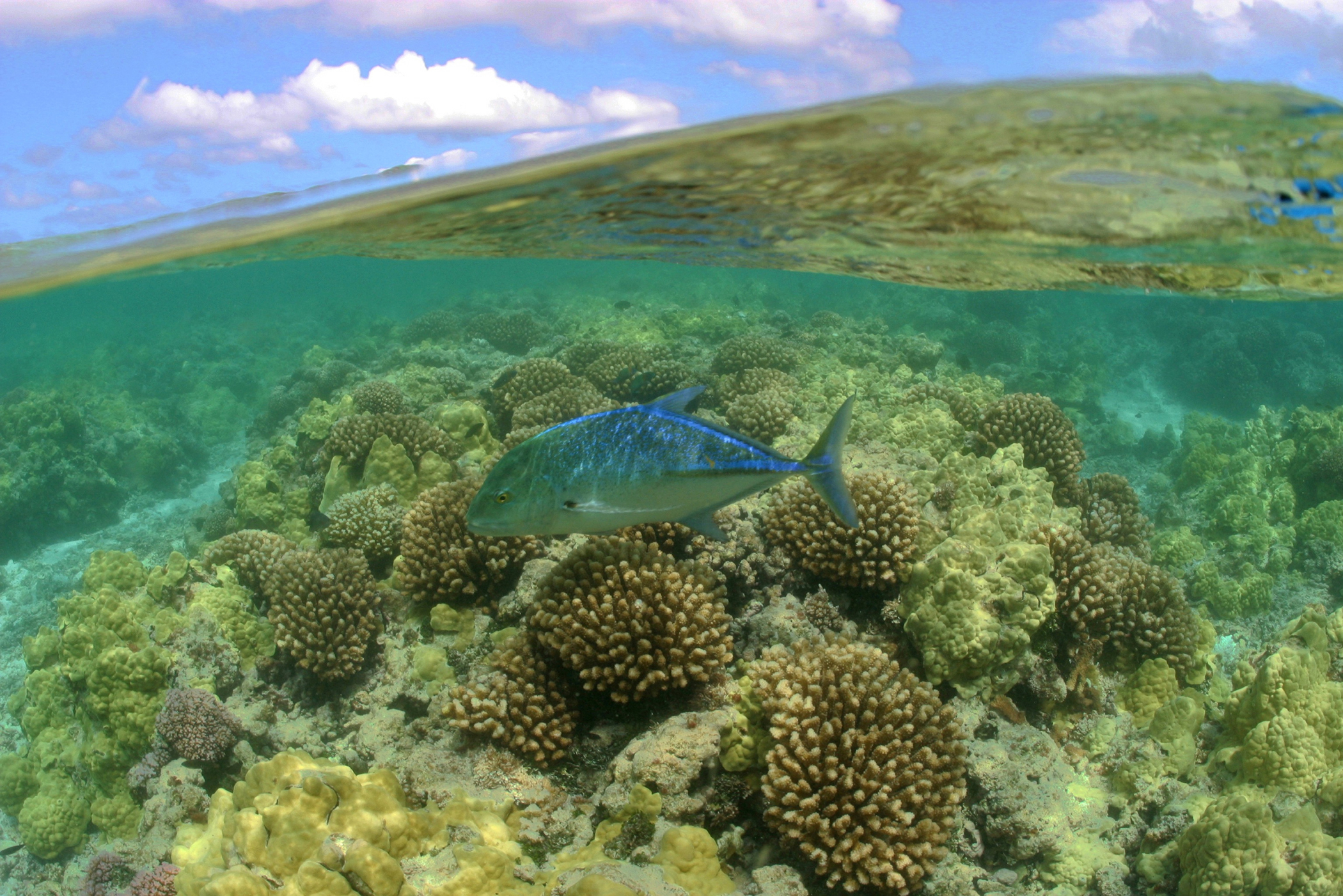 President Obama quadrupled the size of the Papahānaumokuākea Marine National Monument off the coast of Hawaii, creating the world’s largest marine protected area. When he declared National Oceans Month in June, he stated, “Oceans and their nearby regions are also highly vulnerable to the effects of a changing climate -- a once-distant threat that is now very present and is affecting ecosystems and shoreline communities on every coast. Rising sea levels, coastal storms, and a growing risk of erosion and flooding are looming realities faced by seaside towns.”(photo by James Watt).